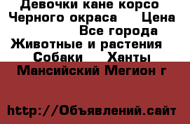 Девочки кане корсо. Черного окраса.  › Цена ­ 65 000 - Все города Животные и растения » Собаки   . Ханты-Мансийский,Мегион г.